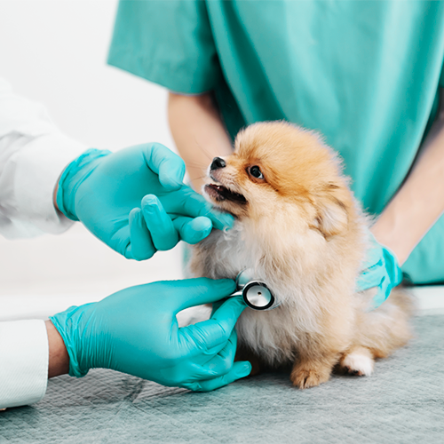 Clinica Veterinário